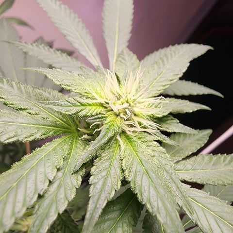 Lillyen  growlog photo: I'm so happy she came out of it.. She's budding nicely finally. Now let's see if we can continue to not fack erry thing up going frwd 😍