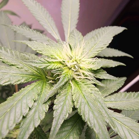 Lillyen  growlog timeline photo