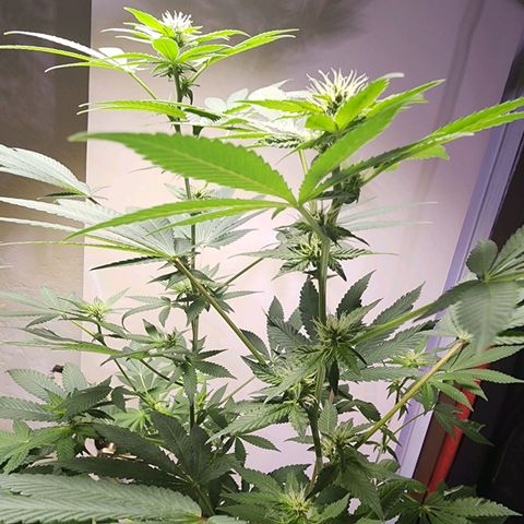 Lillyen  growlog timeline photo