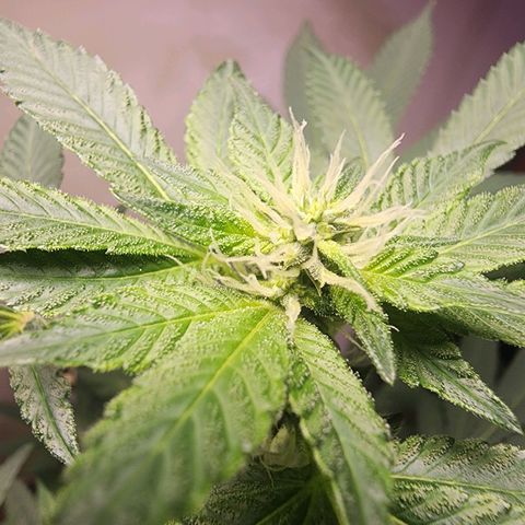 Lillyen  growlog timeline photo