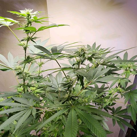 Lillyen  growlog timeline photo