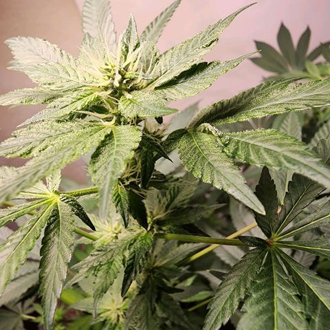 Lillyen  growlog timeline photo
