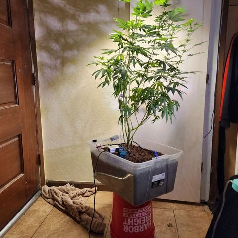 Lillyen  growlog timeline photo