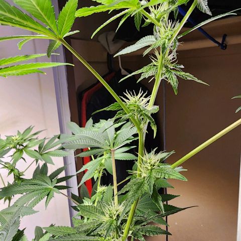 Lillyen  growlog timeline photo