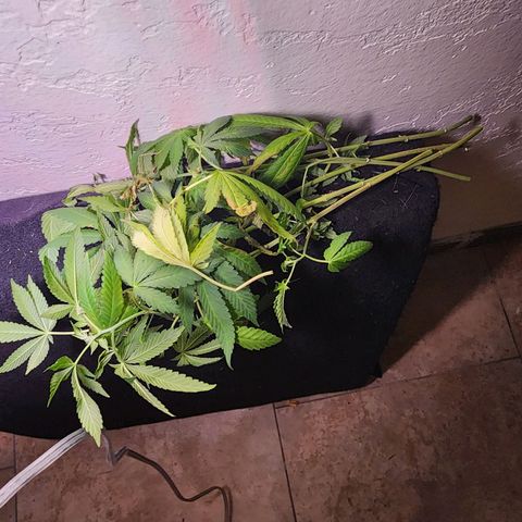 Lillyen  growlog timeline photo