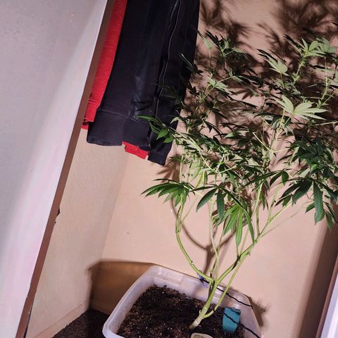 Lillyen  growlog timeline photo