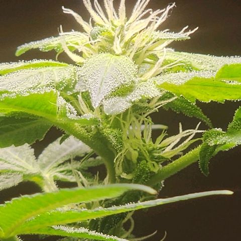 Lillyen  growlog timeline photo
