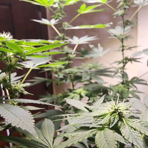 Lillyen  growlog timeline photo
