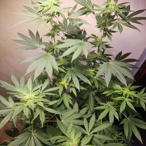 Lillyen  growlog photo: Some of her pistols are turning Amber
