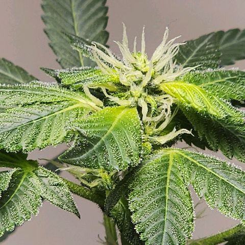 Lillyen  growlog photo: Some of her pistols are turning Amber
