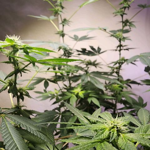 Lillyen  growlog photo: Some of her pistols are turning Amber