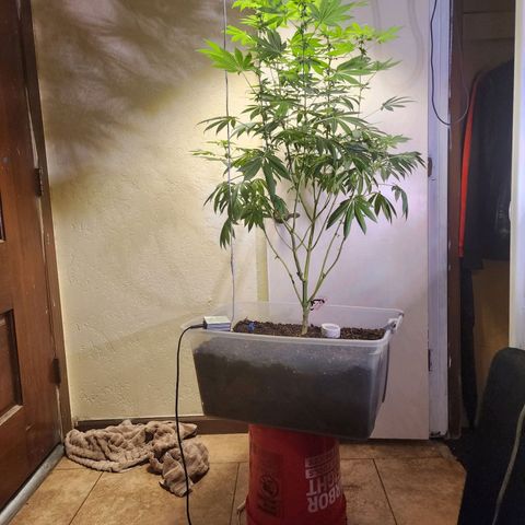 Lillyen  growlog photo: Some of her pistols are turning Amber