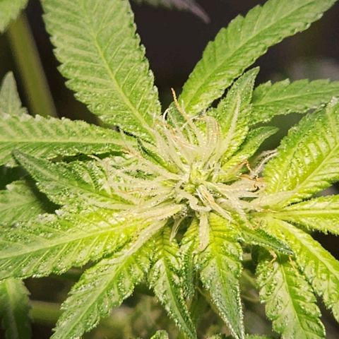 Lillyen  growlog photo: Some of her pistols are turning Amber