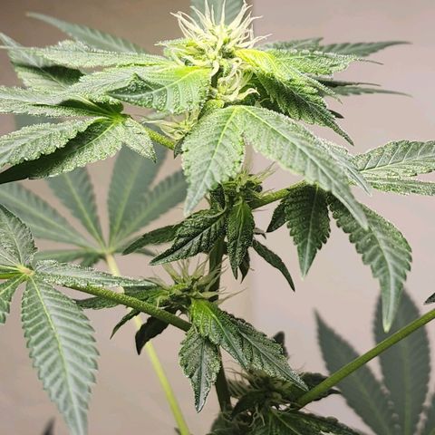 Lillyen  growlog photo: Some of her pistols are turning Amber