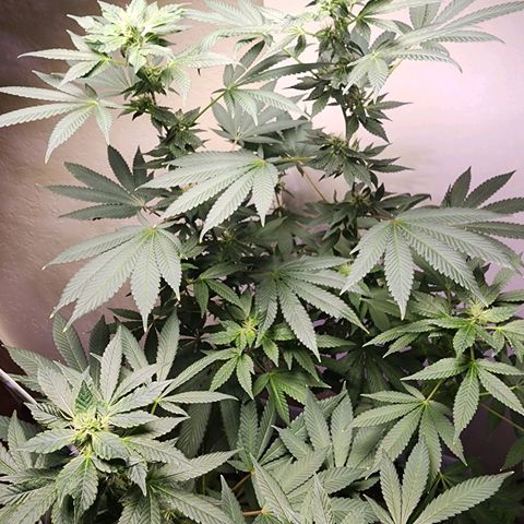 Lillyen  growlog timeline photo