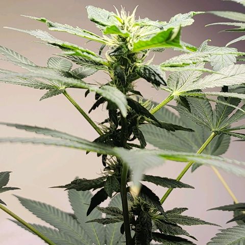 Lillyen  growlog timeline photo