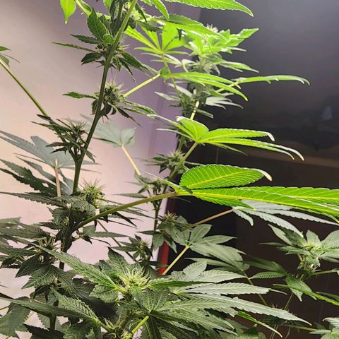 Lillyen  growlog timeline photo