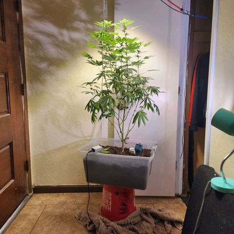 Lillyen  growlog timeline photo