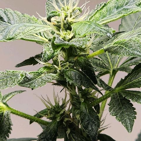Lillyen  growlog timeline photo