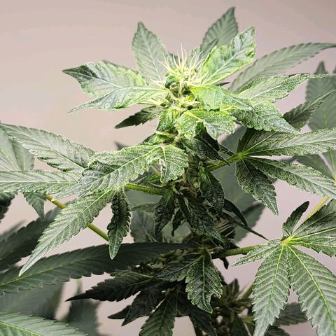 Lillyen  growlog timeline photo
