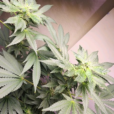 Lillyen  growlog timeline photo