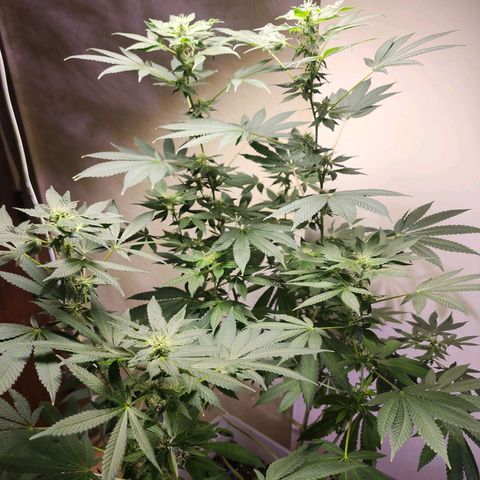 Lillyen  growlog timeline photo