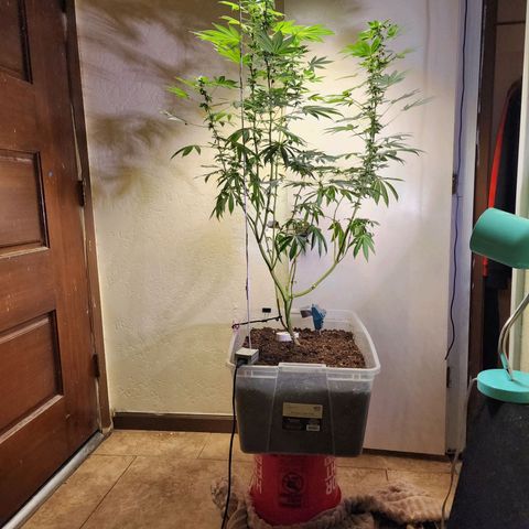 Lillyen  growlog timeline photo