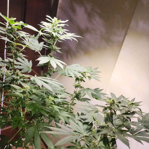 Lillyen  growlog timeline photo