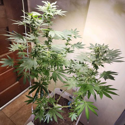 Lillyen  growlog timeline photo