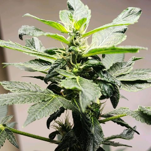 Lillyen  growlog timeline photo