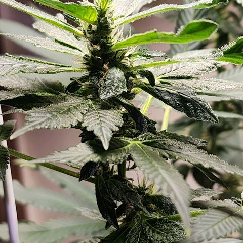 Lillyen  growlog timeline photo