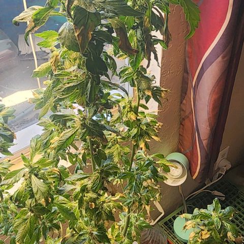 Lillyen  growlog photo: Rest Ina Piece Lillyen... You taught me SO MUCH 