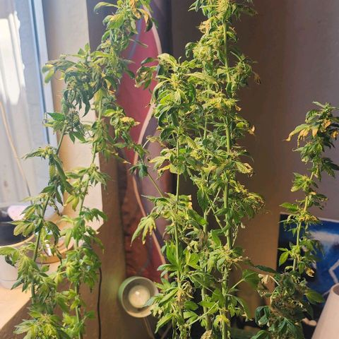Lillyen  growlog photo: Rest Ina Piece Lillyen... You taught me SO MUCH 