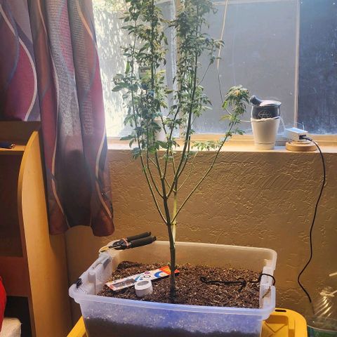 Lillyen  growlog photo: Rest Ina Piece Lillyen... You taught me SO MUCH 