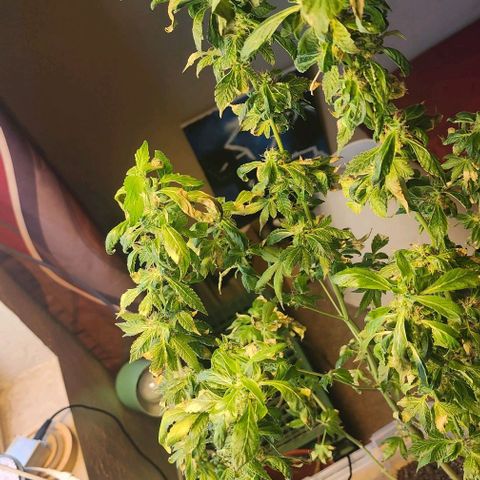 Lillyen  growlog photo: Rest Ina Piece Lillyen... You taught me SO MUCH 