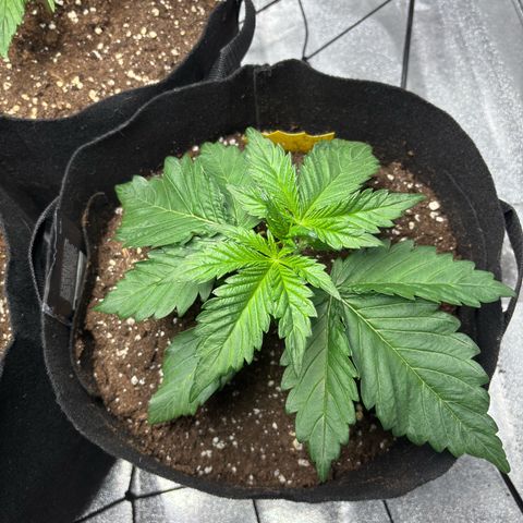 Banana Purple Punch  growlog timeline photo