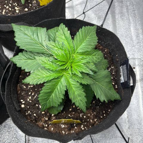 Banana Purple Punch  growlog timeline photo