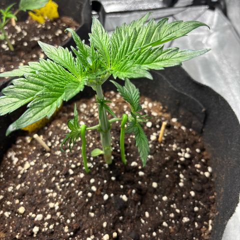 Banana Purple Punch  growlog timeline photo