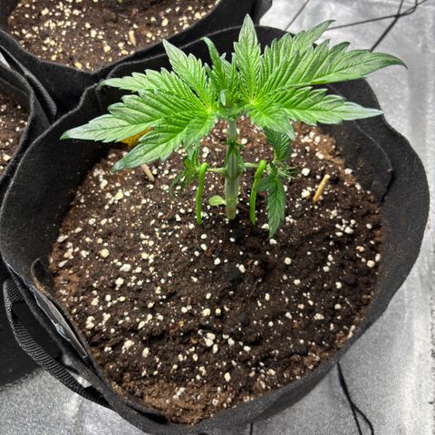 Banana Purple Punch  growlog timeline photo