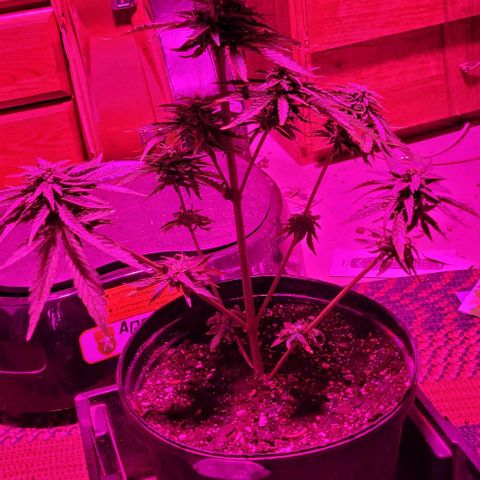 White Widow growlog timeline photo