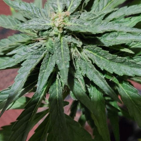 White Widow growlog timeline photo
