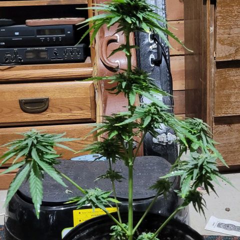White Widow growlog timeline photo