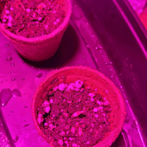 Barbara Bud growlog photo: Seedling stage started