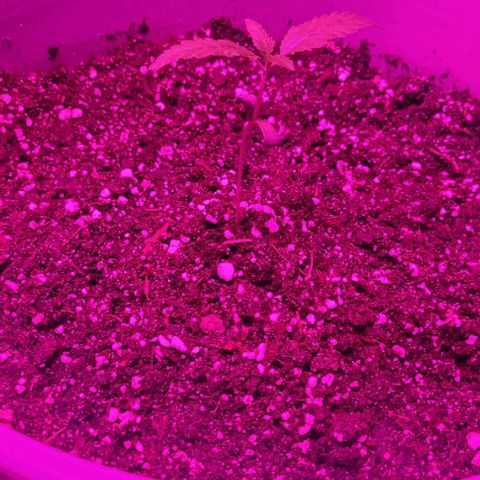 Barbara Bud growlog timeline photo