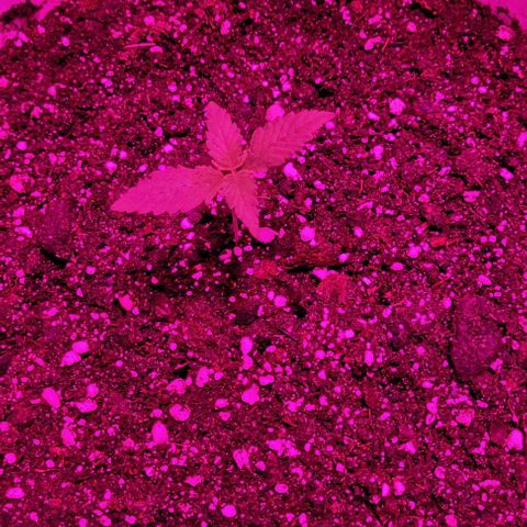 Barbara Bud growlog timeline photo