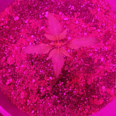 Barbara Bud growlog timeline photo
