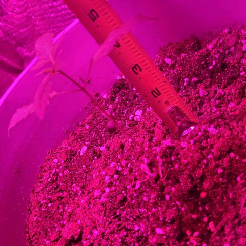 Barbara Bud growlog timeline photo