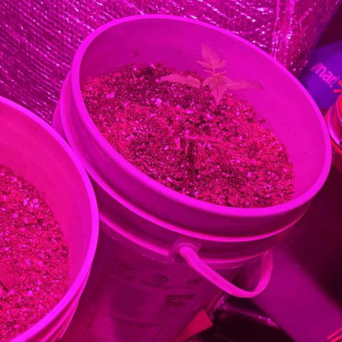 Barbara Bud growlog timeline photo