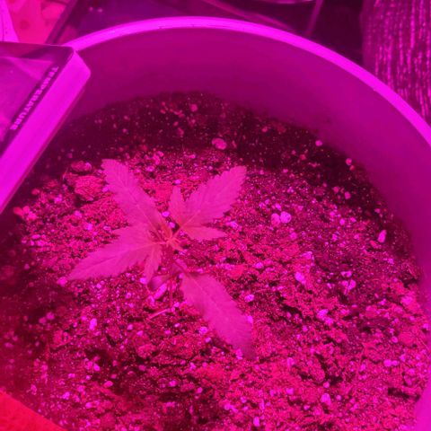 Barbara Bud growlog timeline photo