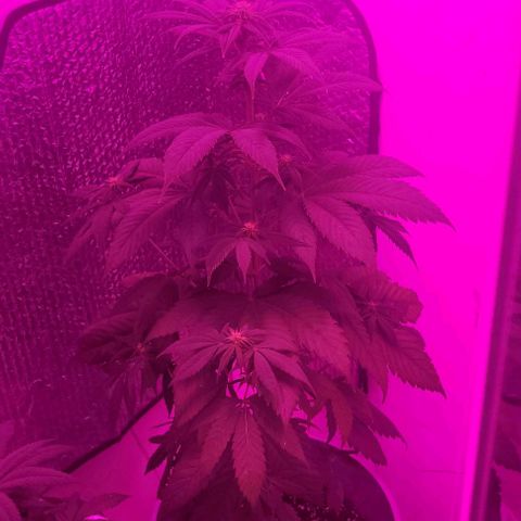 Barbara Bud growlog timeline photo